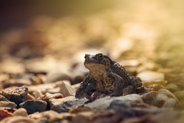 Toad at sunset./ Toad in the rays of the setting sun.