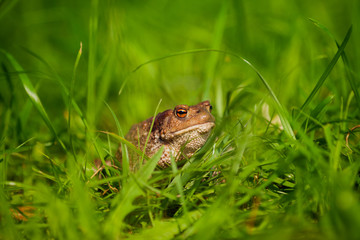 Ground toad in the grass.