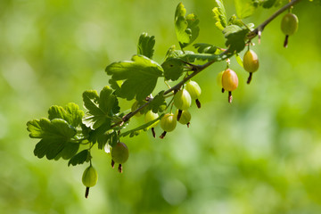Gooseberries on a branch.