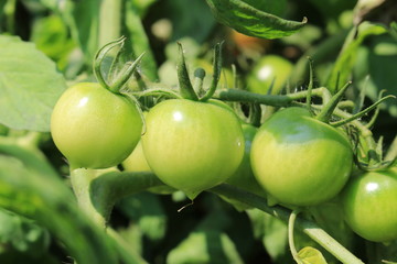 green tomato vegetable field