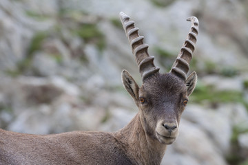 Monsieur le Bouquetin