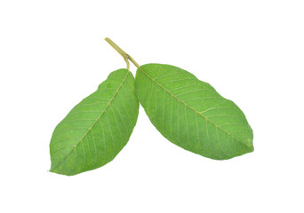 guava leaf on white background