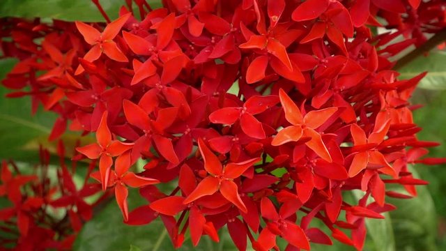 Red flower spike, Rubiaceae flower, Ixora coccinea. Pan camera.