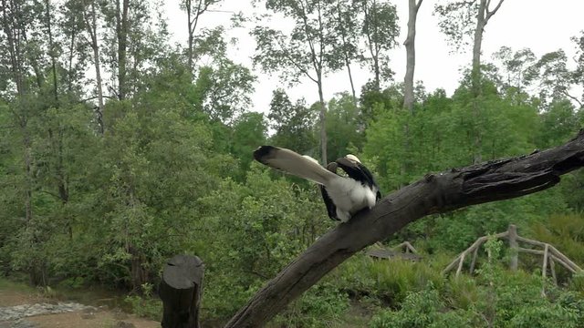 Palawan Hornbill (Anthracoceros marchei) flight in slow motion 240fps.