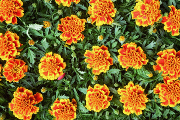 Beautiful flowers background