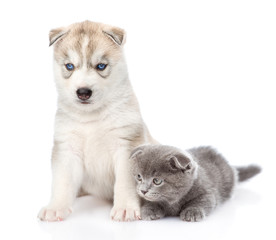 Obraz premium Small scottish kitten and Siberian Husky puppy together. isolated on white