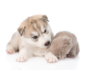 Obraz premium Siberian Husky puppy sniffing scottish kitten. isolated on white