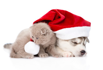 Fototapeta na wymiar scottish kitten and sleeping Siberian Husky puppy with red santa hat. isolated on white