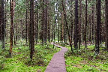 The path in the forest surrounded by green trees and grass on a cloudy summer day