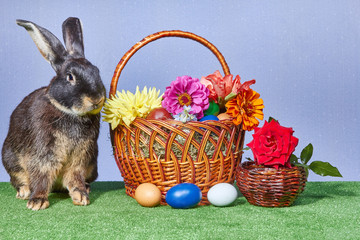 Rabbit sniffing yellow dahlias near the Easter basket
