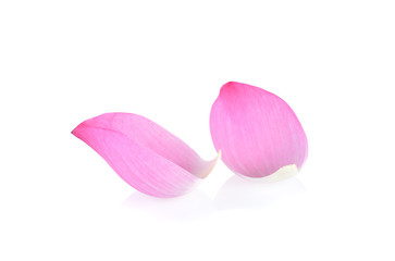 pink lotus petals on white background