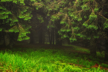 Wonderful landscape of pine forest in mist weather at Carpathian mountains