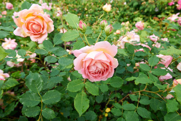 rose