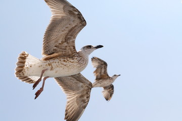 close up two seagull flying in blue sky