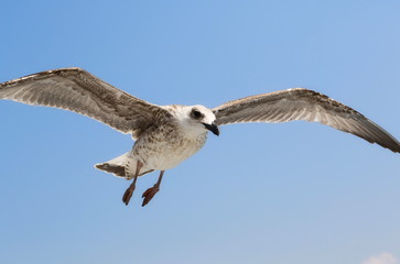 seagull flying in blue sky