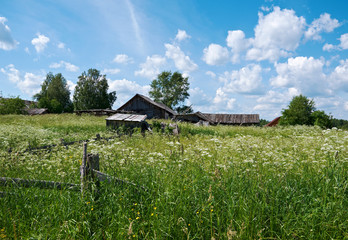 Russian  summer meadow
