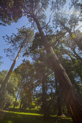Fototapeta premium Spring forest