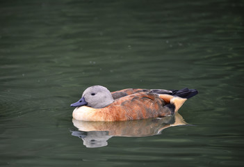 Vibrant portrait of South African Shelduck in pond landscape