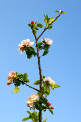 Apple flowers