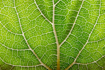 Leaf texture abstract background with closeup view on veins