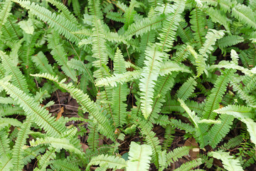 Kupukupu (Nephrolepis cordifolia) Tuber Sword Fern