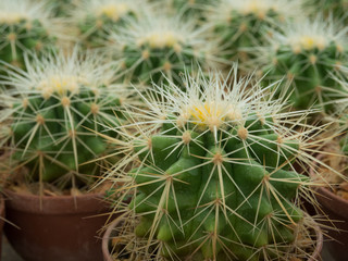Cactus (Echinocactus)