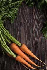 Freshly grown carrots