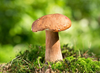 Mushroom in a forest, Boletus edulis.