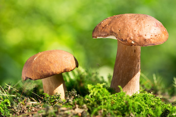 Mushroom in a forest, Boletus edulis.