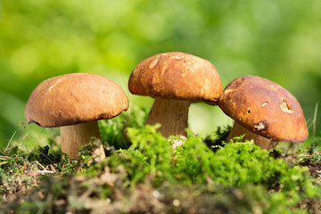 Mushroom in a forest, Boletus edulis.