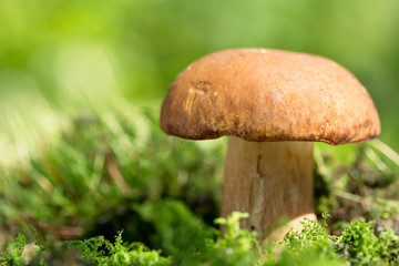Mushroom in a forest, Boletus edulis.