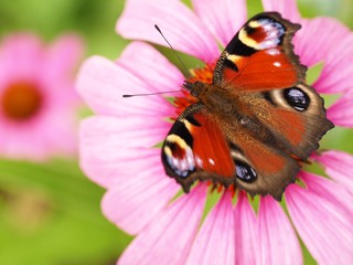 Summer peacock butterfly on echinacea