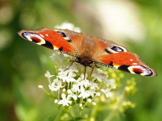 Eating peacock butterfly on white flower