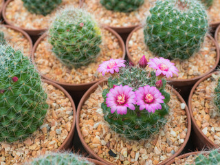Beautiful blooming purple cactus flower