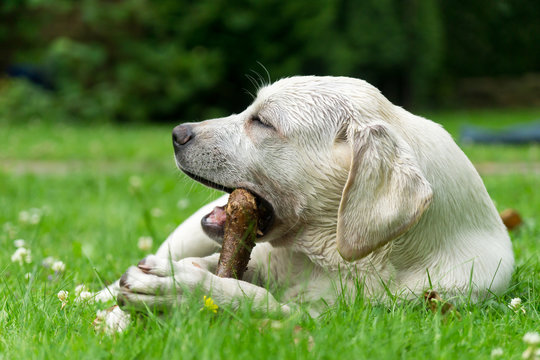 Labrador Retriever Hund Welpe kaut im Garten auf einem Stcok herum