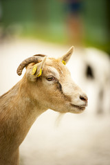A small goat