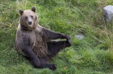 Young brown bear in Finaish Lapland