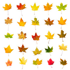 Collection of autumn maple leaves, isolated on white background.