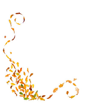 Autumn oak leaves falling down on white background.