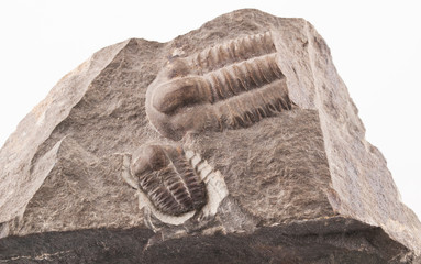 Fossil of a trilobites (Ellipsocephalus hoffi) from the Cambrian of Czech Republic