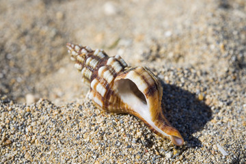 Hermit crayfish shell on sand beach