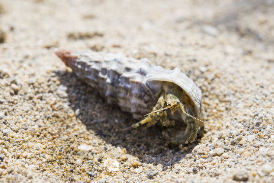 Hermit crayfish looking from shell on sand beach