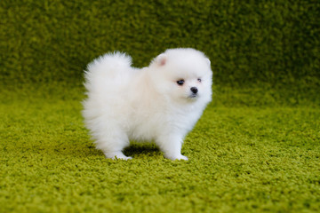 Little puppy. Pomeranian spitz-dog