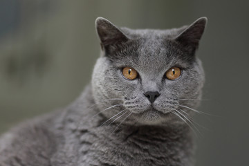 chat british shorthair bleu dans maison
