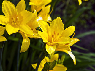 close up of yellow lilies