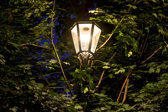 Night street light on the background of trees foliage.