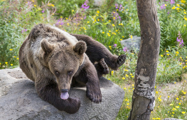 brown bear in Finish Lapland © katiekk2