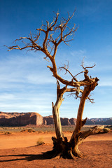 Tree with Legs in Monument Valley