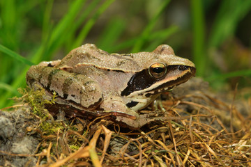 Agile Frog  Rana dalmatina
