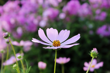 pink purple flower, like a daisy in the light of the setting sun.